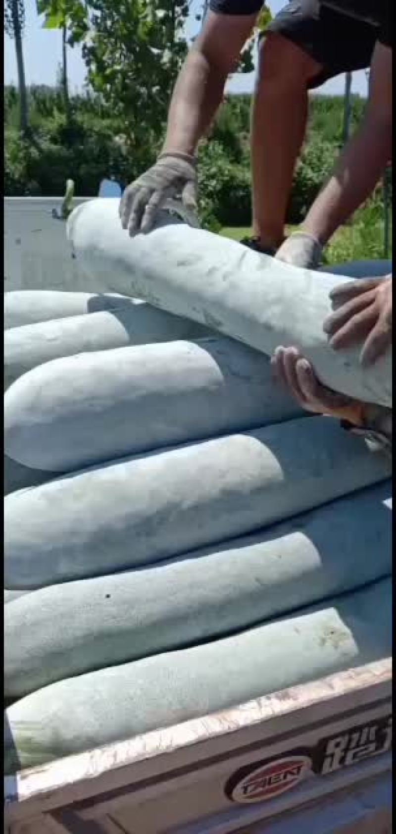 白皮吊冬瓜瓜条好，霜色好肉厚，耐运输保质保量。