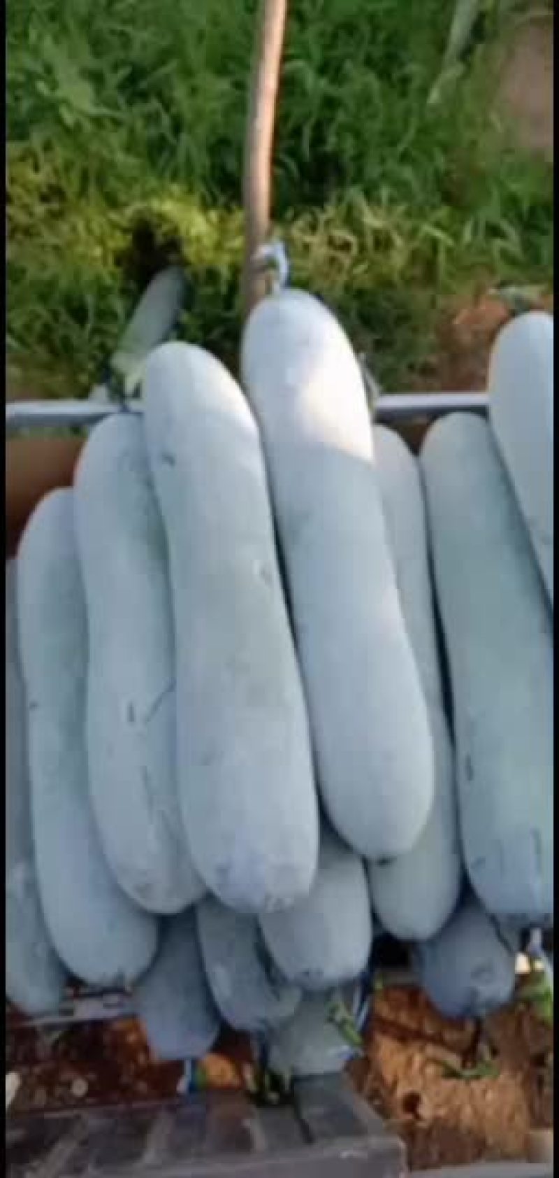 白皮吊冬瓜瓜条好，霜色好肉厚，耐运输保质保量。
