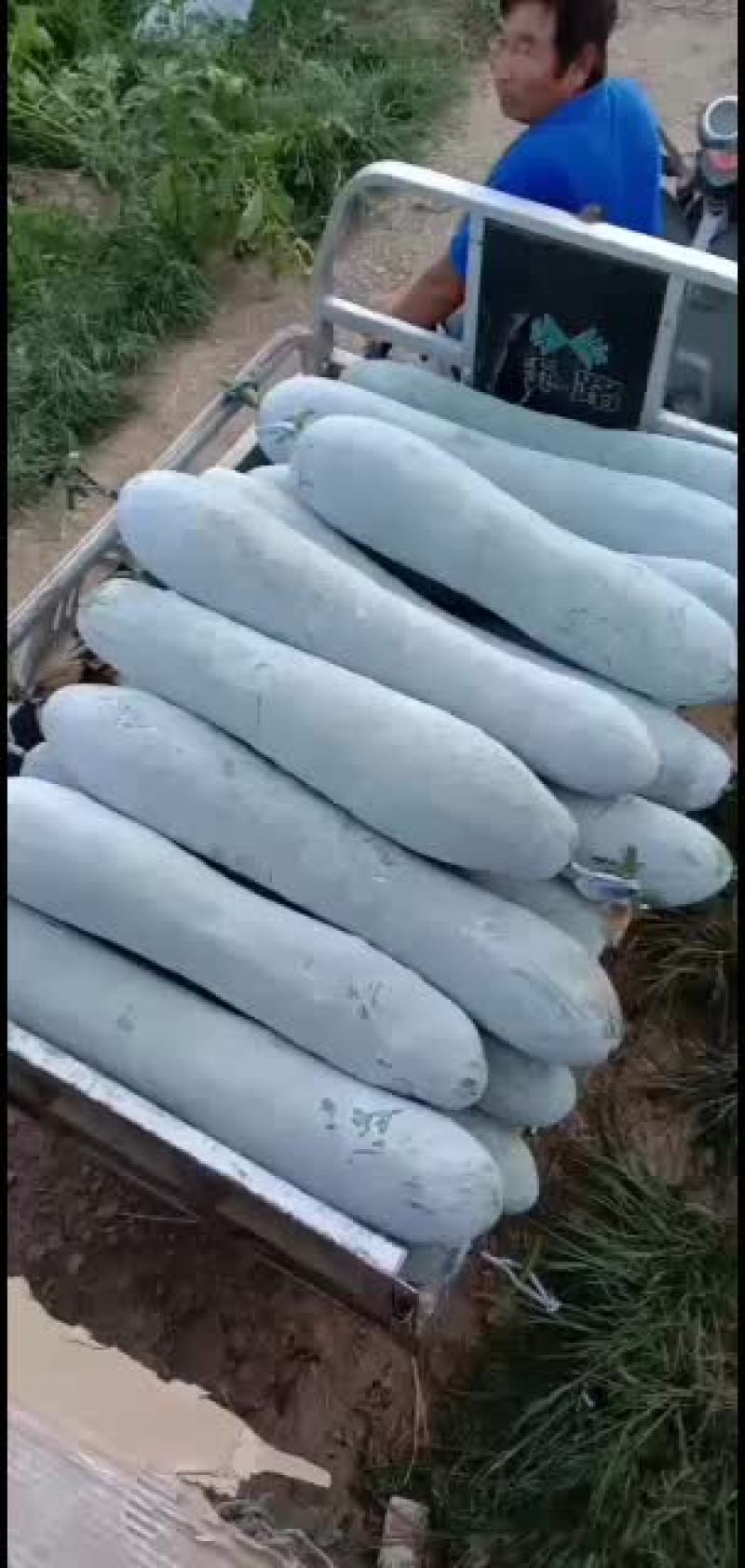 白皮吊冬瓜瓜条好，霜色好肉厚，耐运输保质保量。