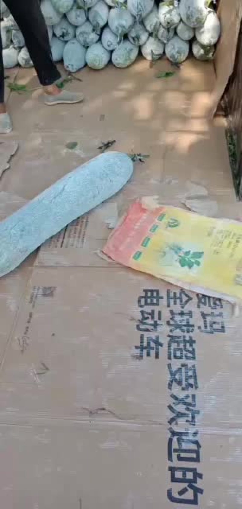 白皮吊冬瓜瓜条好，霜色好肉厚，耐运输保质保量。