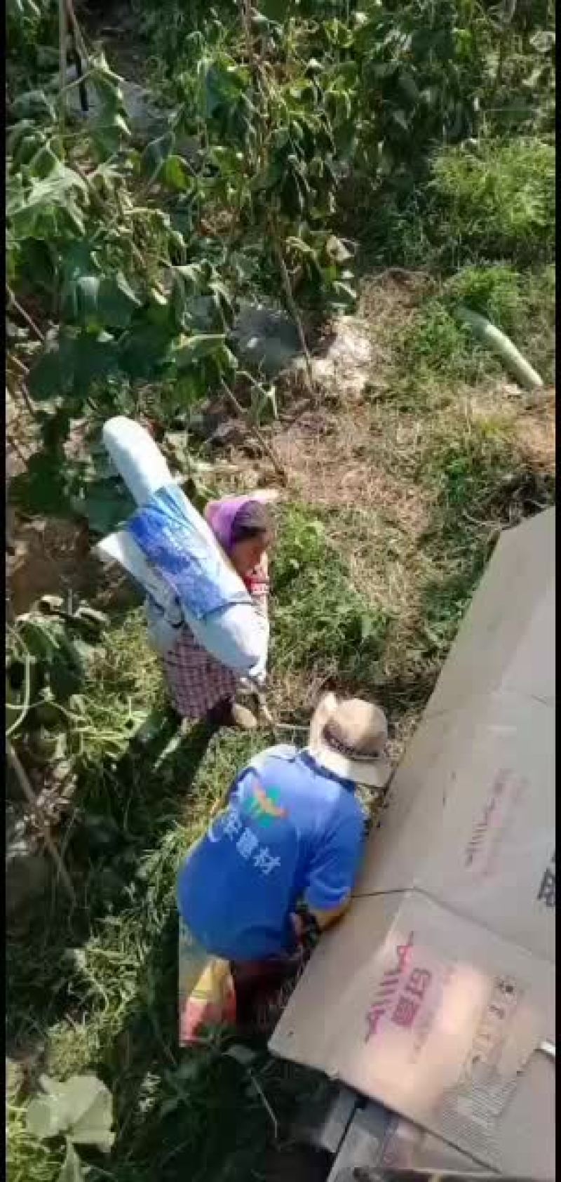 白皮吊冬瓜瓜条好，霜色好肉厚，耐运输保质保量。