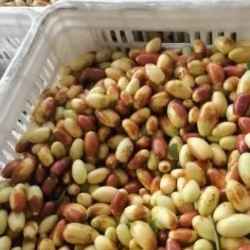马牙枣上市了，欢迎大家前来收购