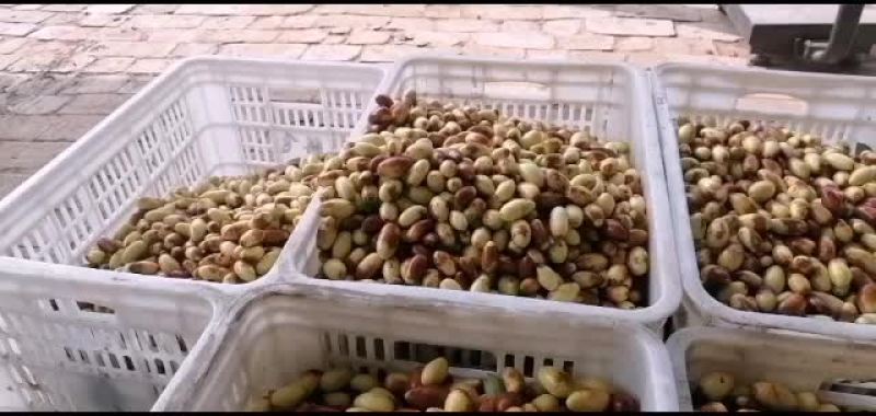 马牙枣上市了，欢迎大家前来收购