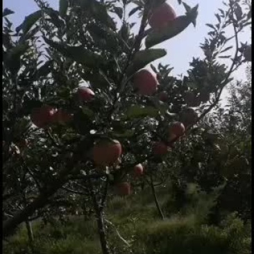 白水苹果，脆甜可口，