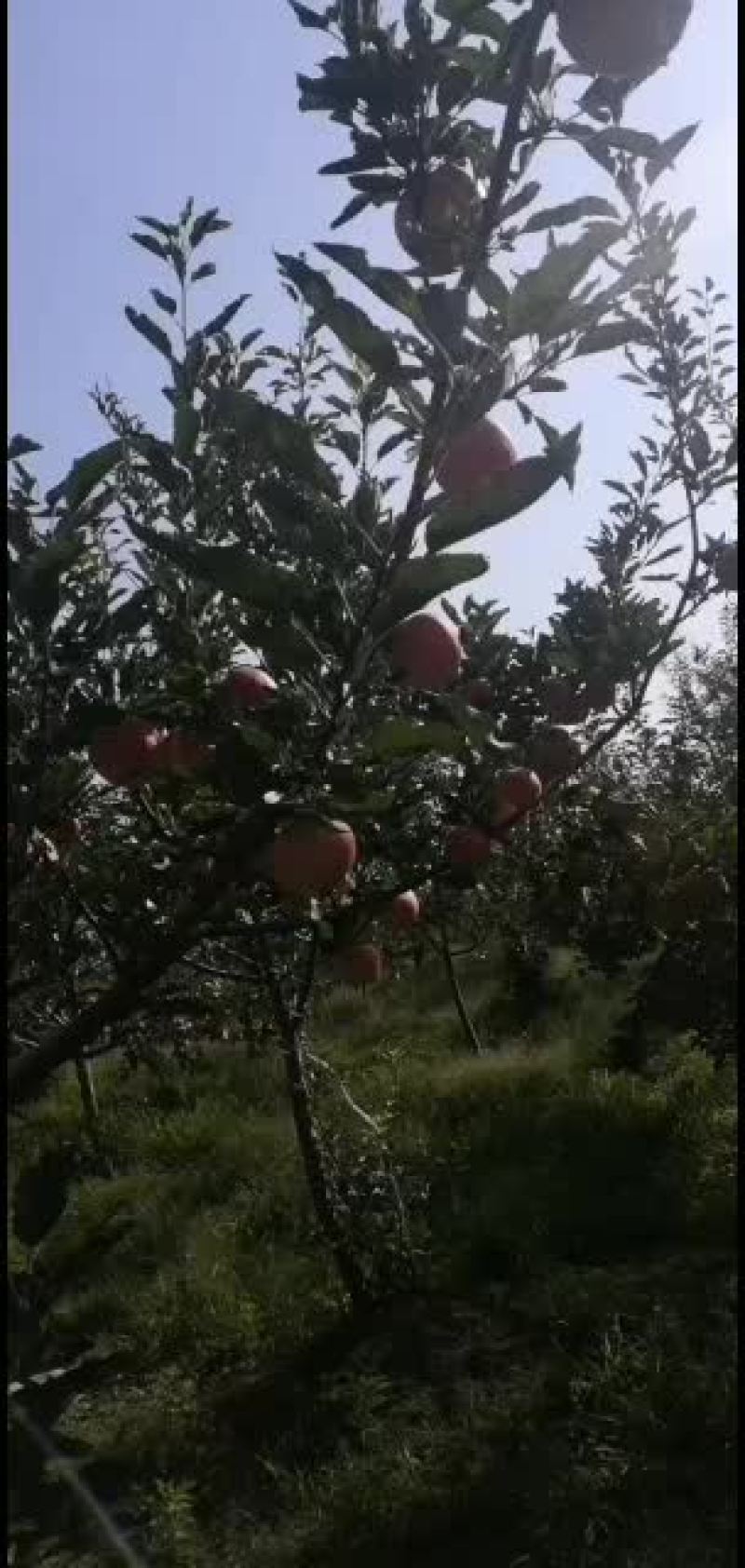 白水苹果，脆甜可口，