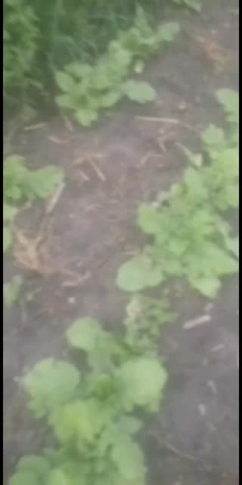 黑龙江的水果大萝卜预订中