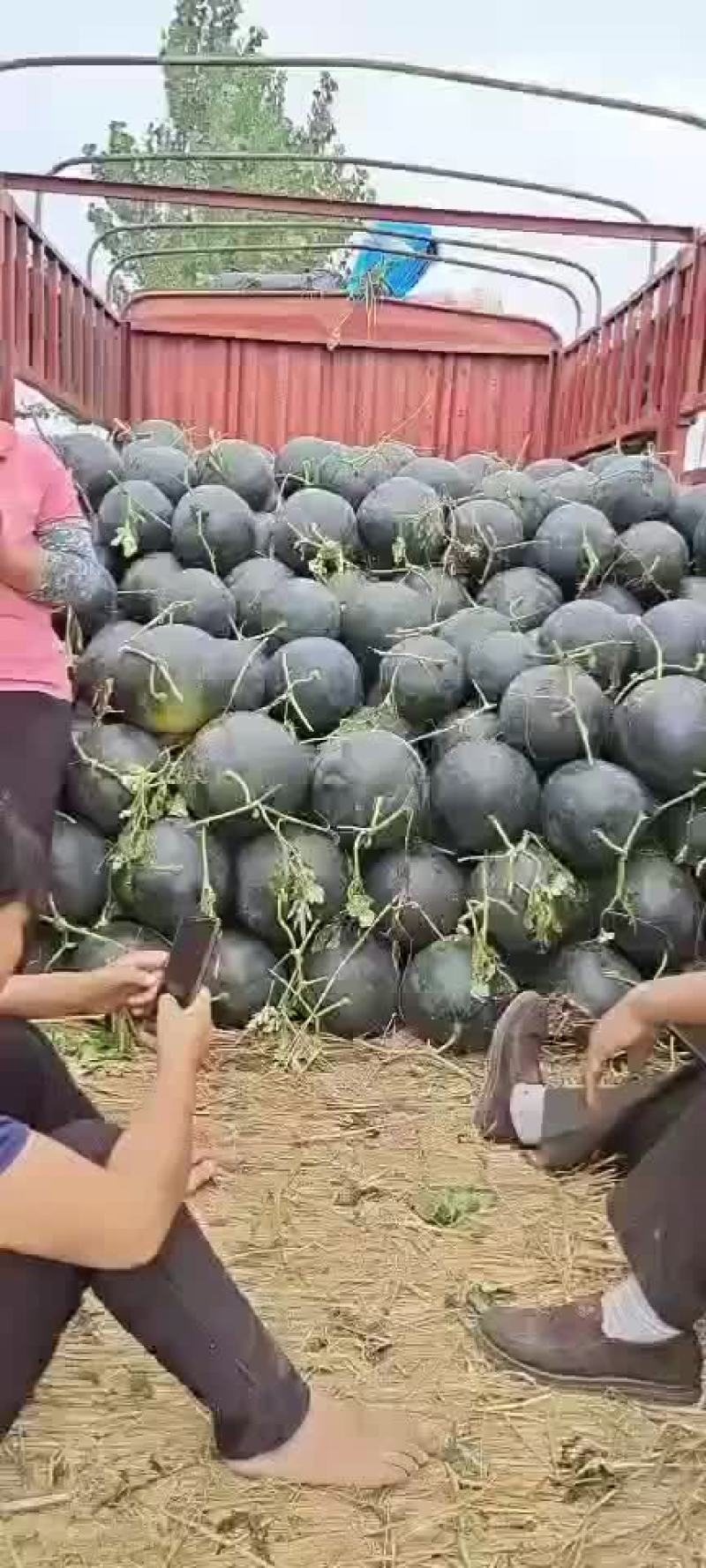 黑无籽西瓜