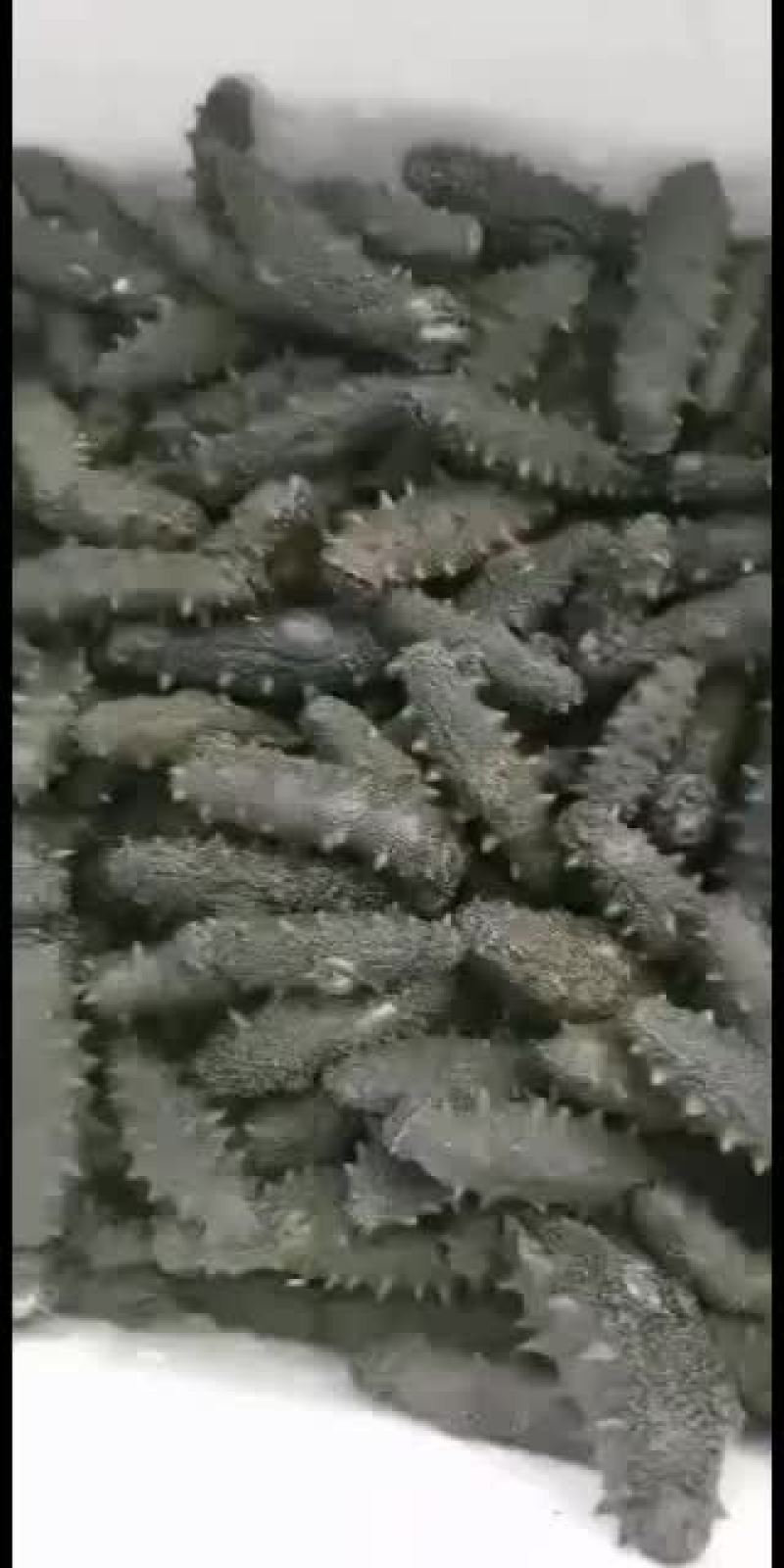 朝鲜半干特价！850元45头左右。质量保证