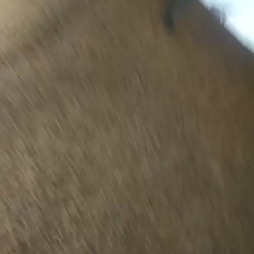 豆饼