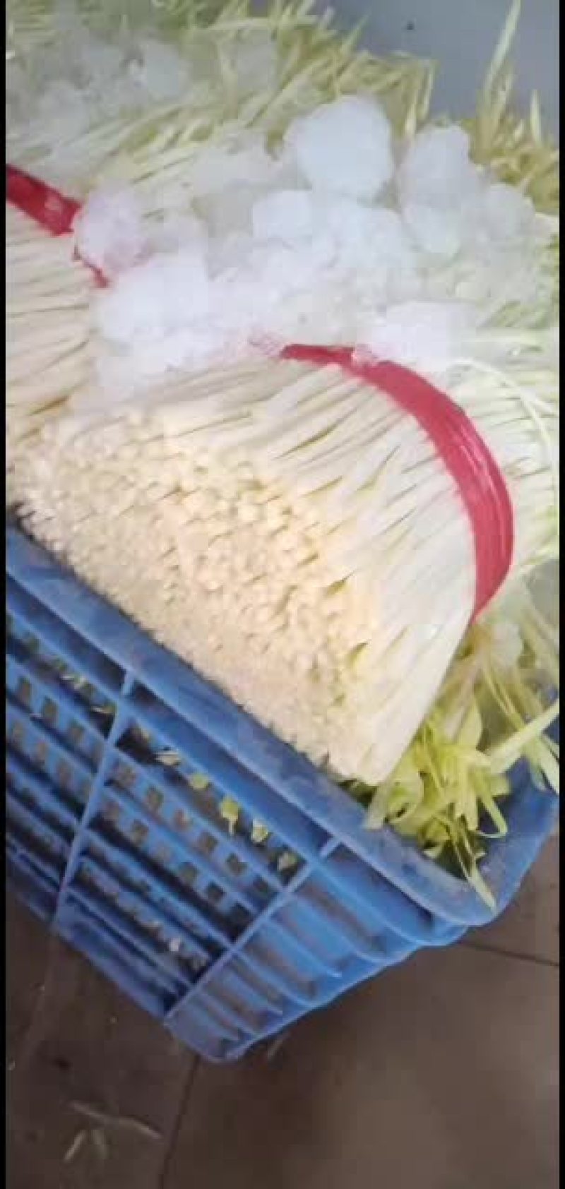 韭黄韭菜大量批发品质保证