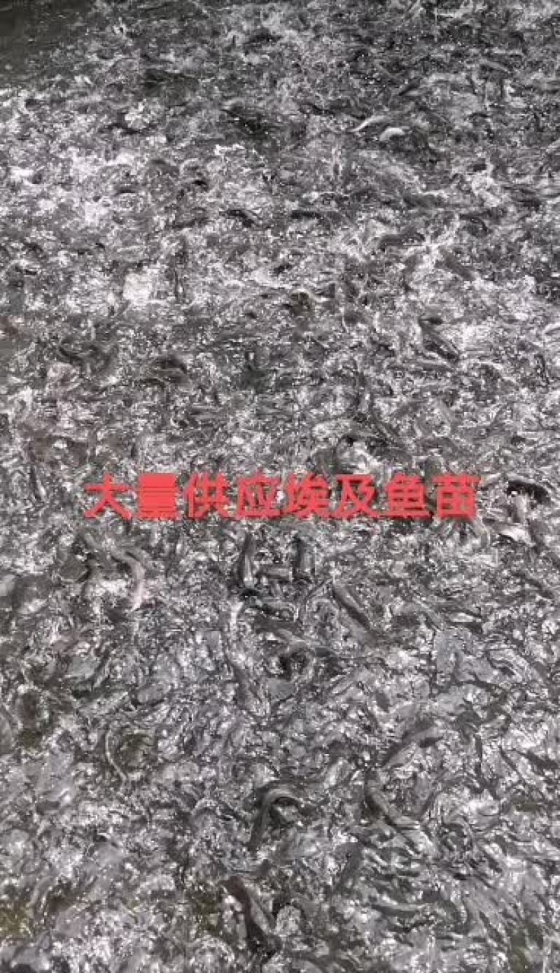 埃及塘鲺埃及王，杂交埃及，快大品种！欢迎全国客户前来订