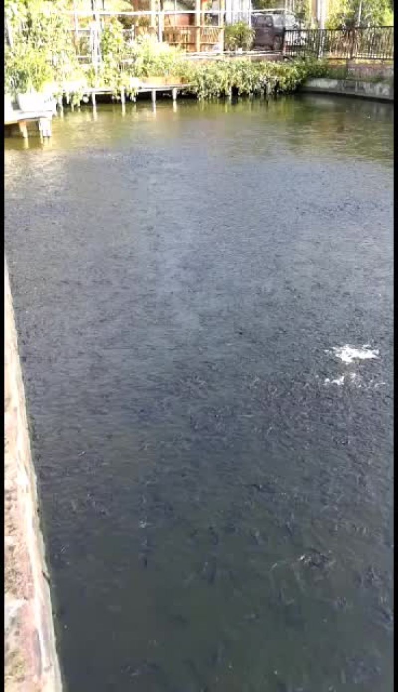 埃及塘鲺埃及王，杂交埃及，快大品种！欢迎全国客户前来订
