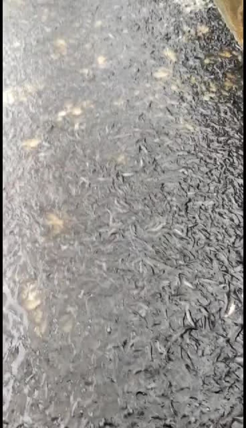 埃及塘鲺埃及王，杂交埃及，快大品种！欢迎全国客户前来订