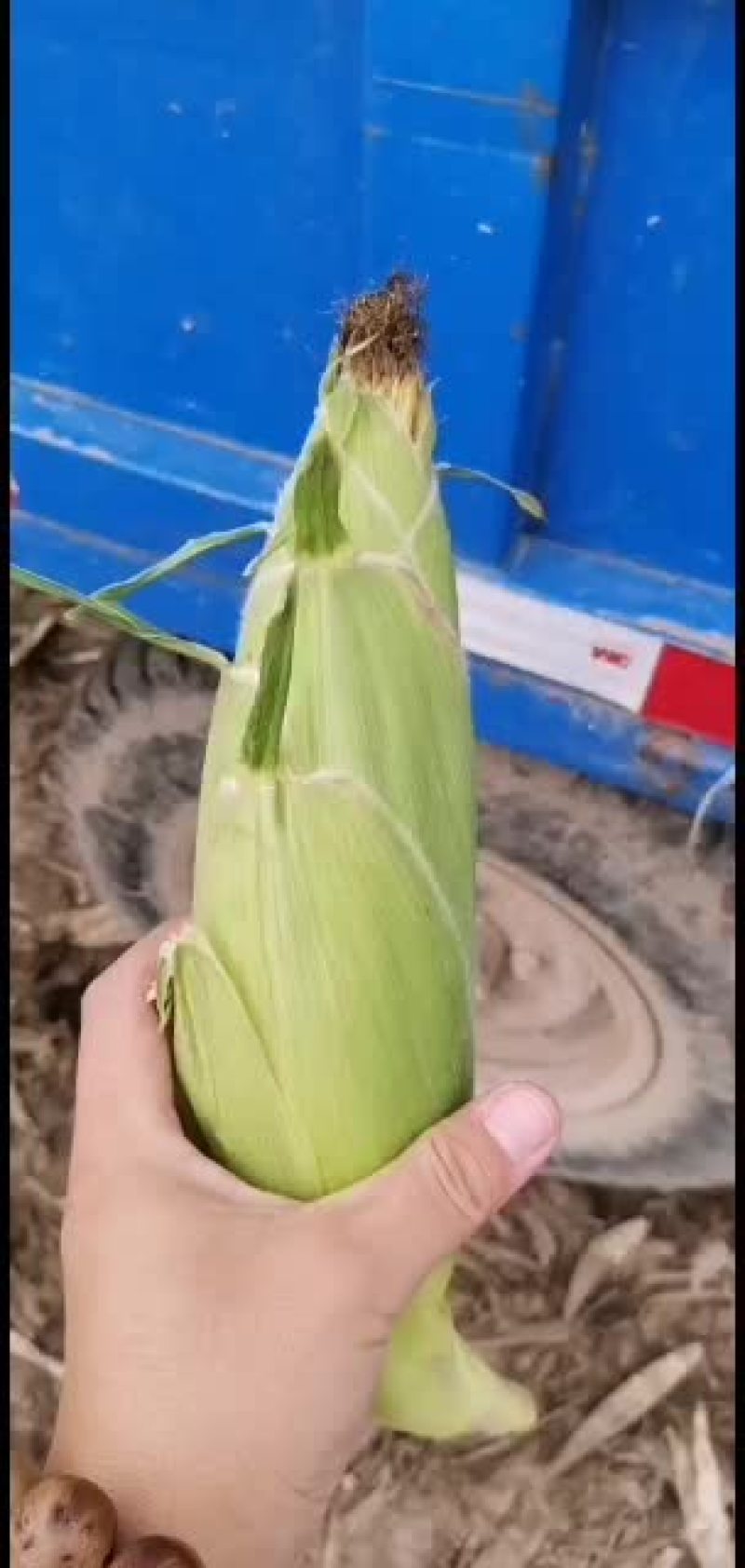 玉米大量上市，质量好()
