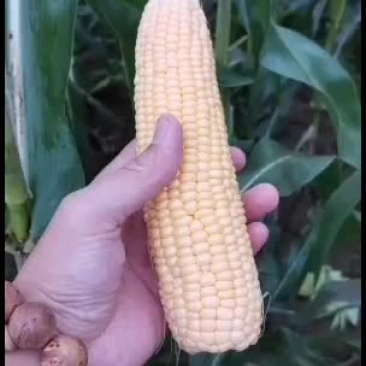 玉米大量上市，质量好()