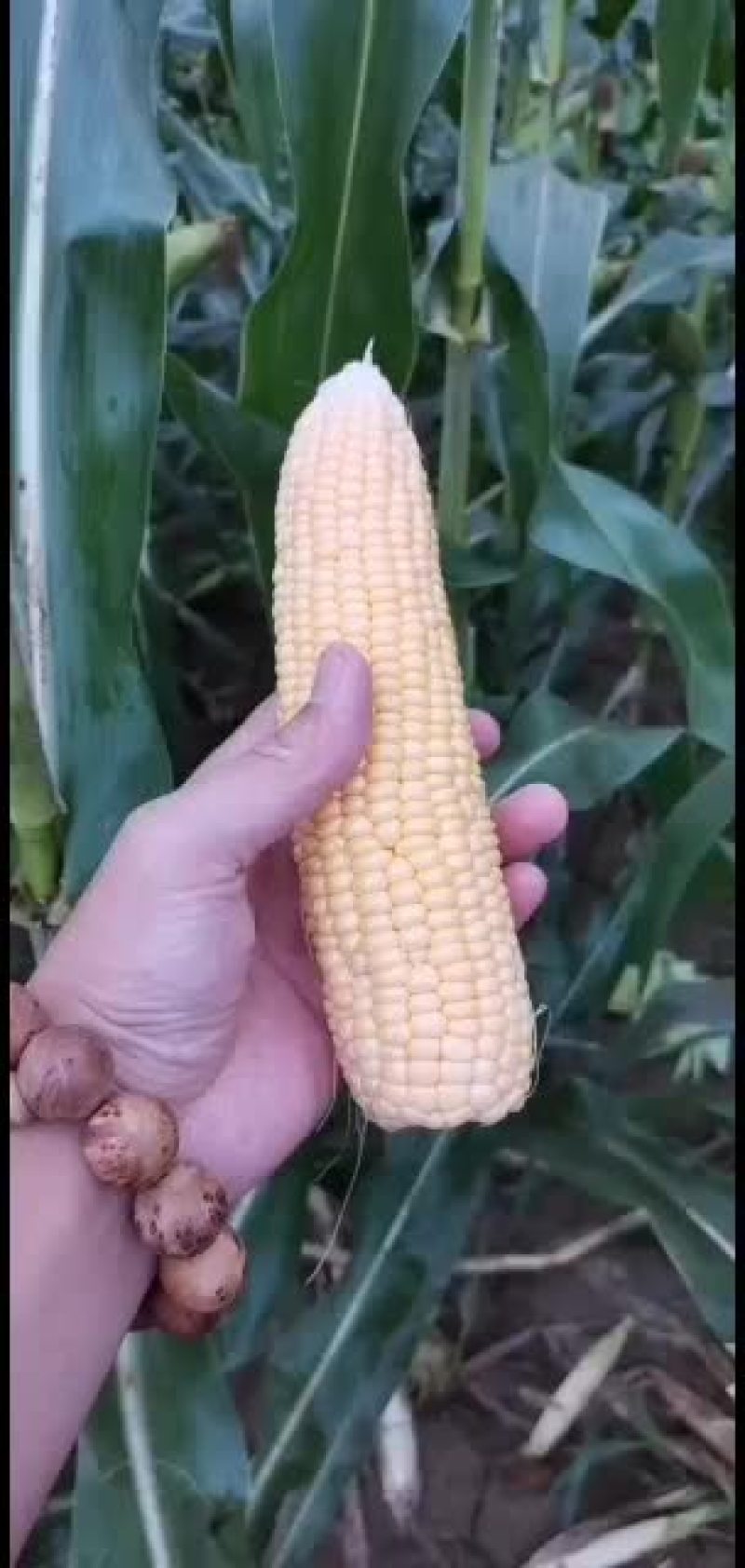 玉米大量上市，质量好()