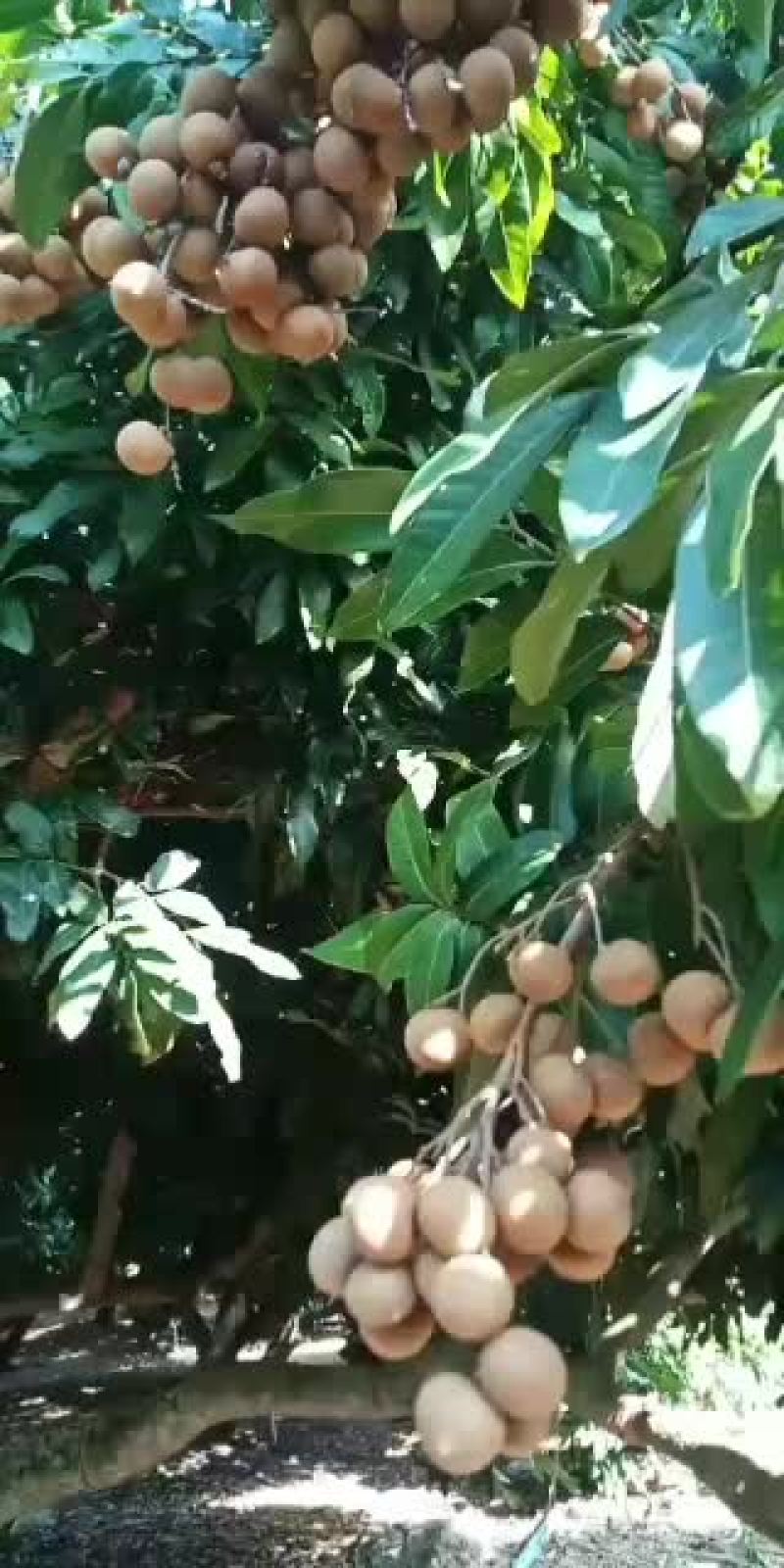 海南热带反季节龙眼果