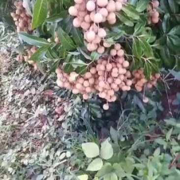 海南热带反季节龙眼果