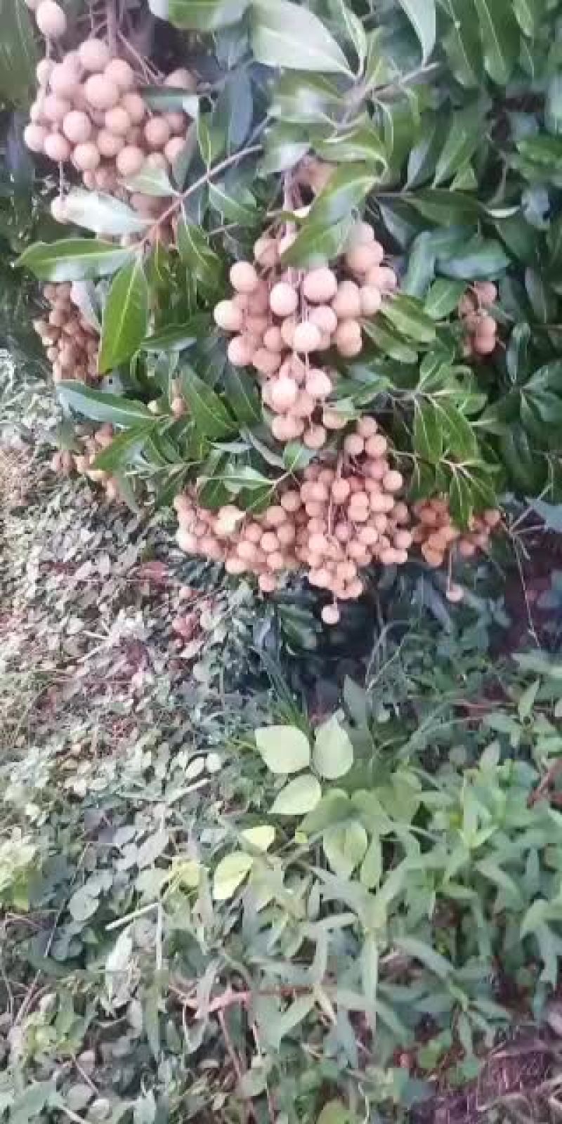 海南热带反季节龙眼果