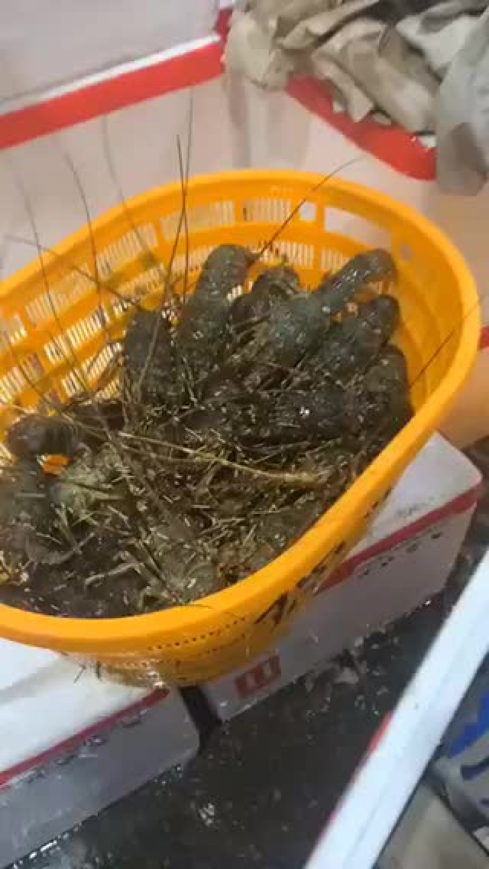 [小青龙批发]产地直航越南,小青龙价格130.00元/斤 - 一亩田