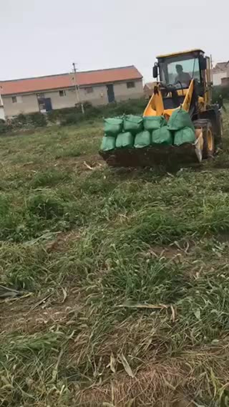 青储玉米人工铡段青储