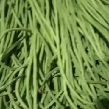菜豆角欢迎选购产地批发