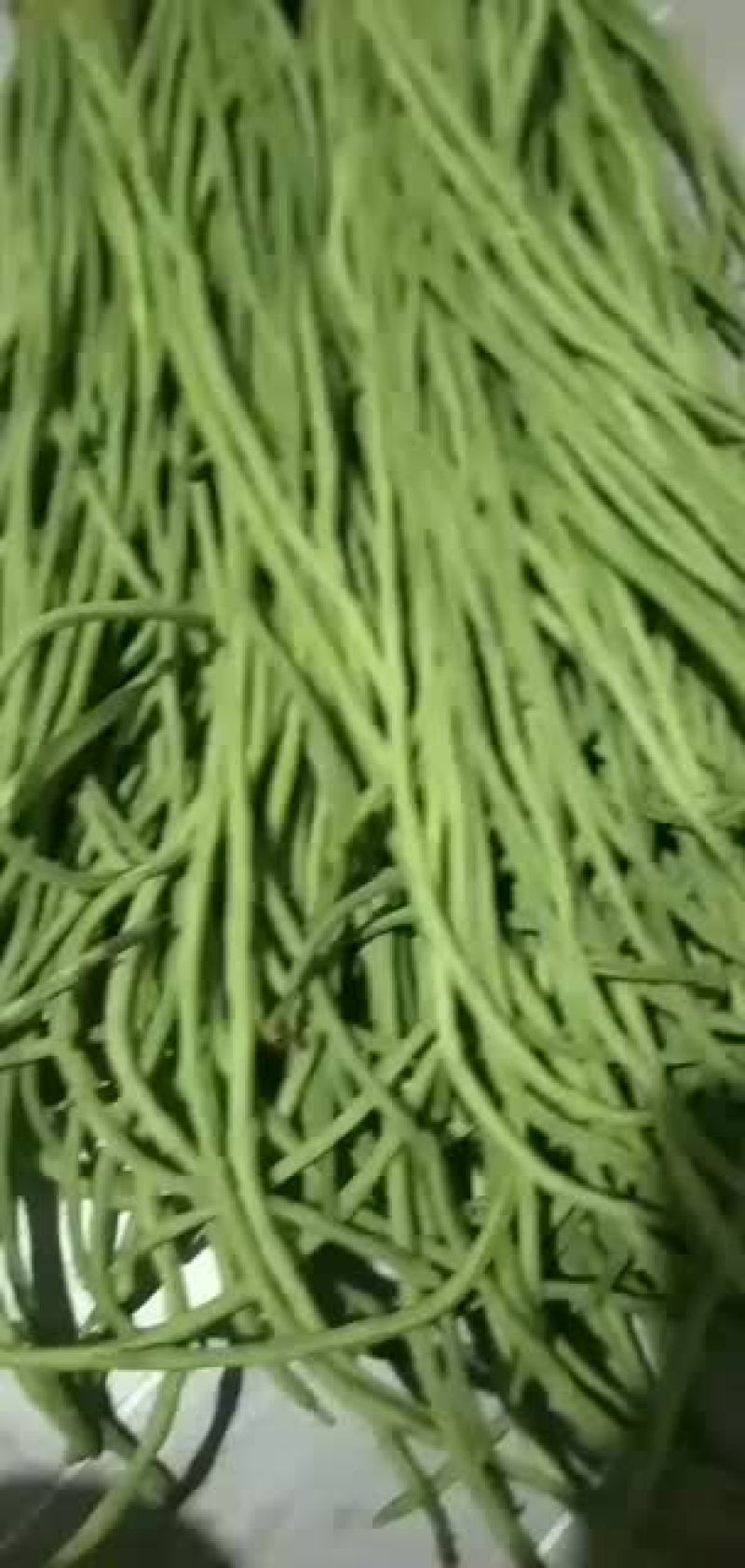 菜豆角欢迎选购产地批发
