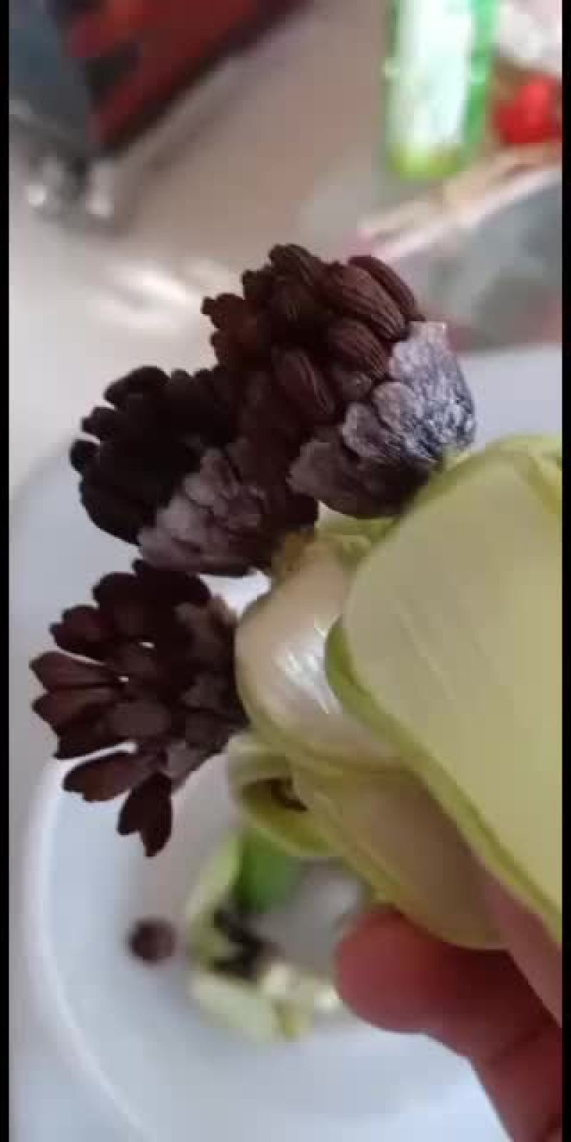 红花白花紫花百部种子