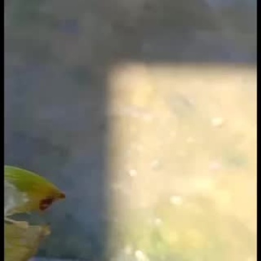 红花白花紫花百部种子