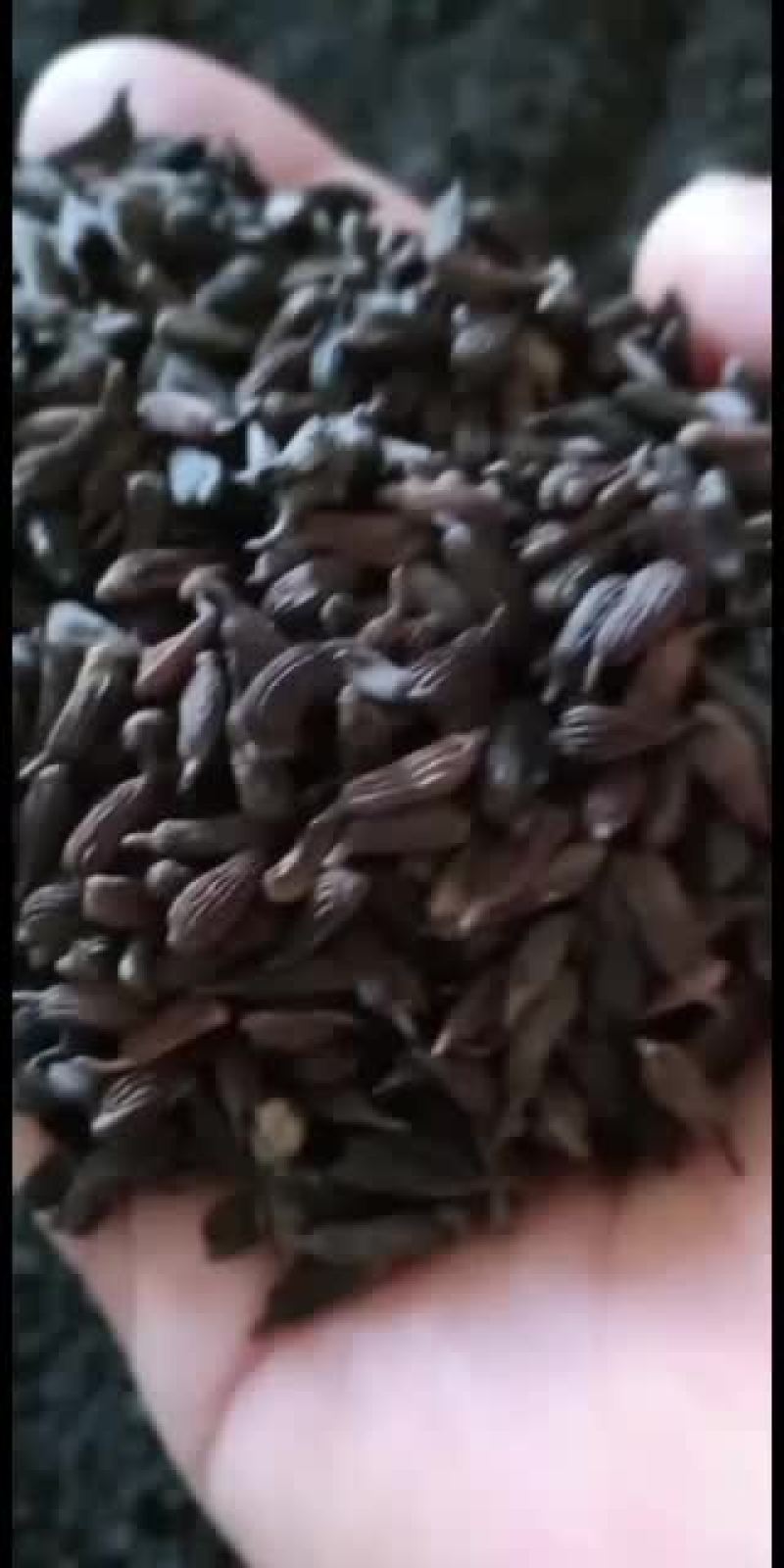 红花白花紫花百部种子