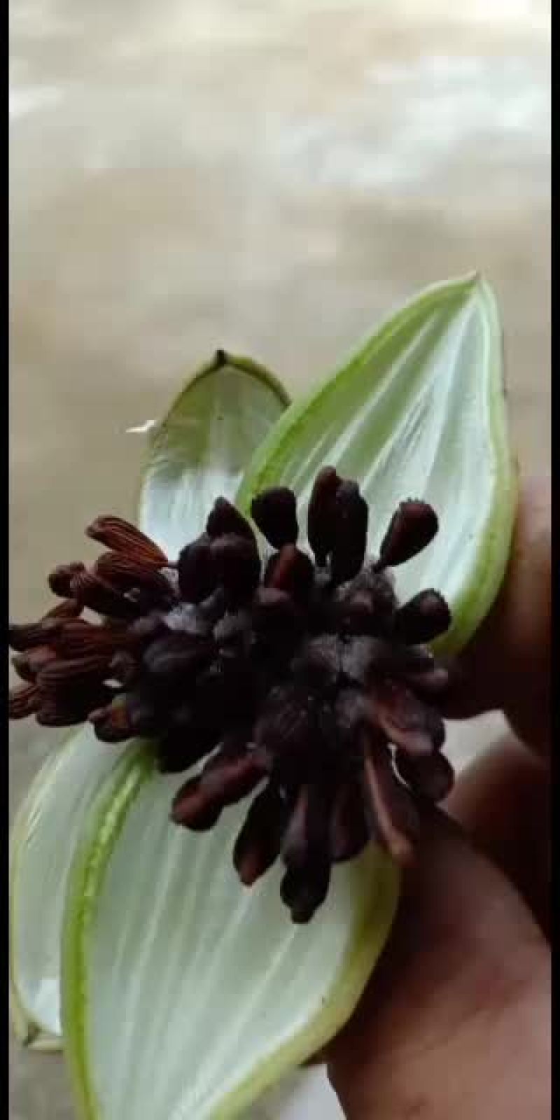 红花白花紫花百部种子