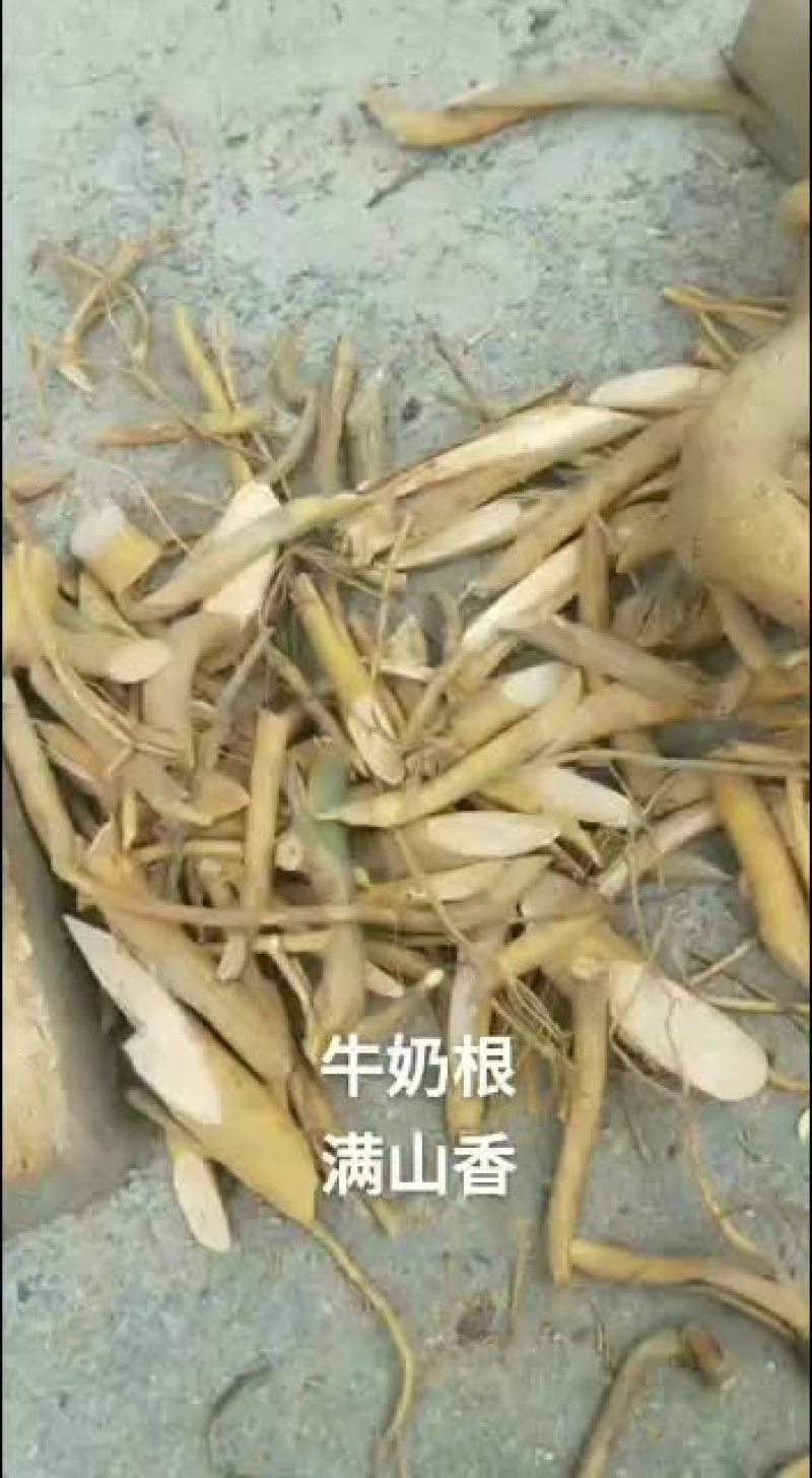 野生牛奶树根鲜20/斤，干40/斤