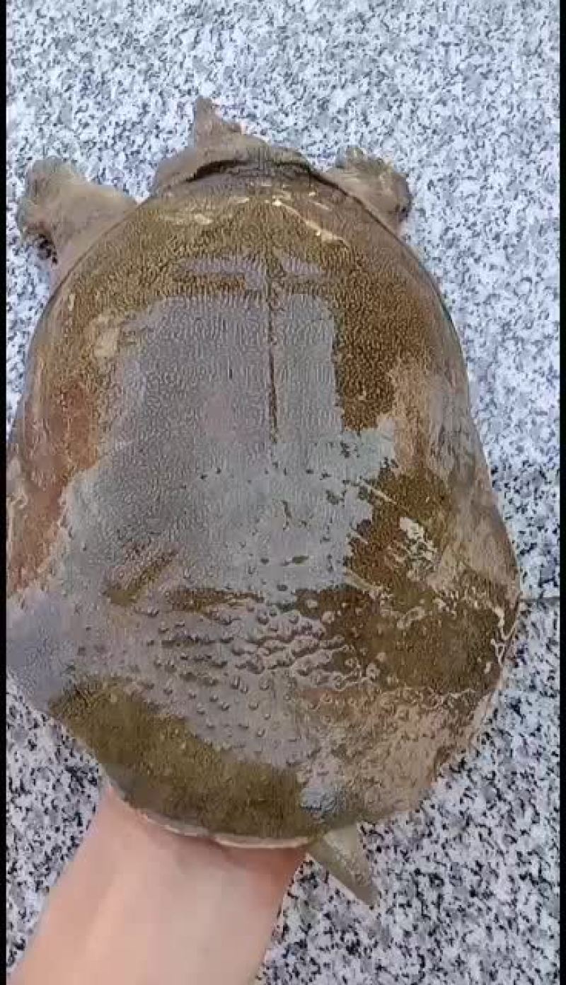 精品甲鱼山区冷水鱼，野甲鱼，山区冷水甲鱼，高品质甲鱼