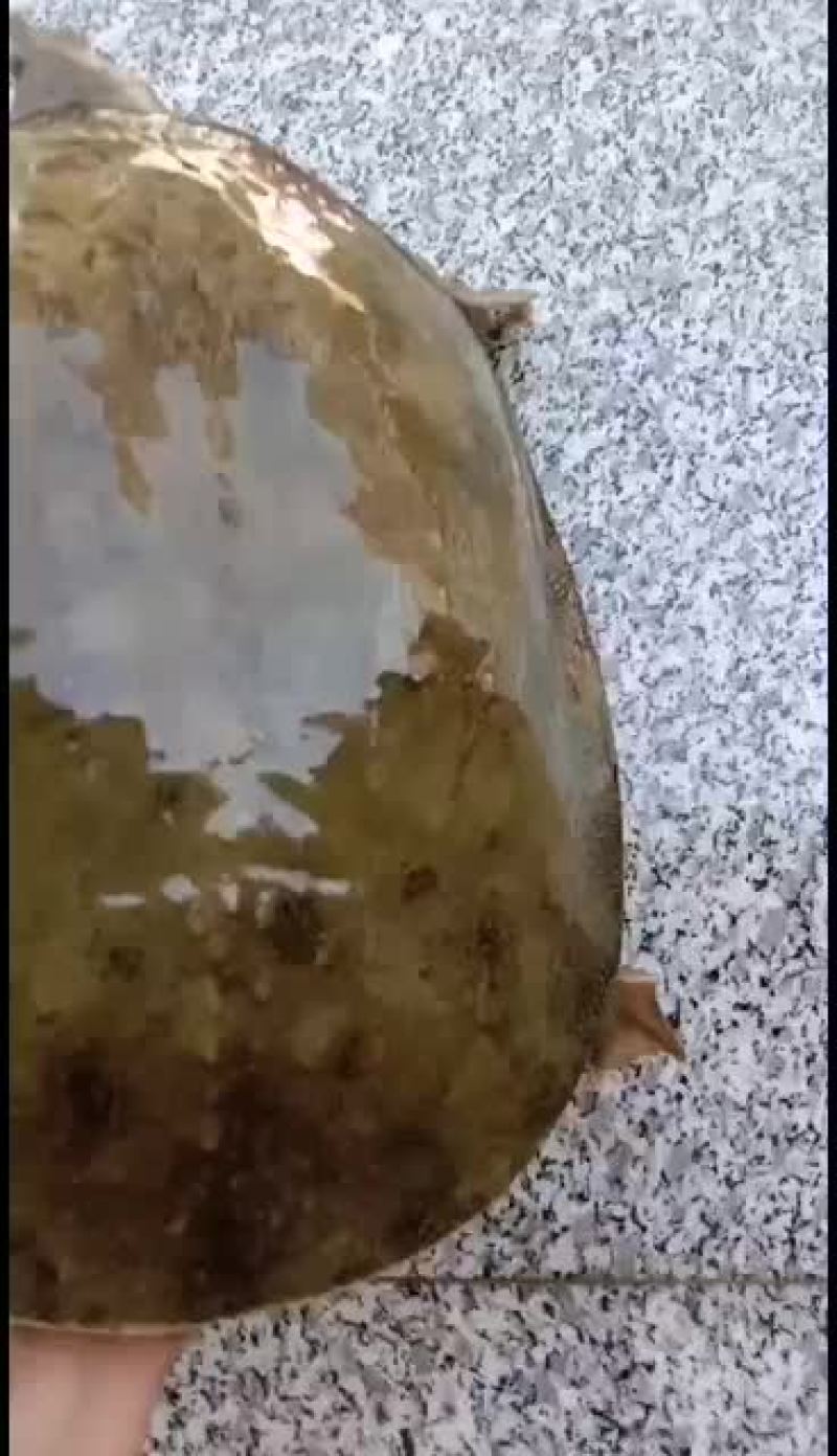精品甲鱼山区冷水鱼，野甲鱼，山区冷水甲鱼，高品质甲鱼