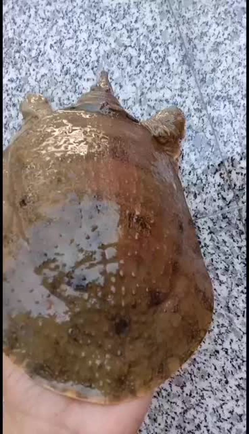 精品甲鱼山区冷水鱼，野甲鱼，山区冷水甲鱼，高品质甲鱼