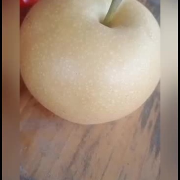 梨园黄梨秋月梨正在上市