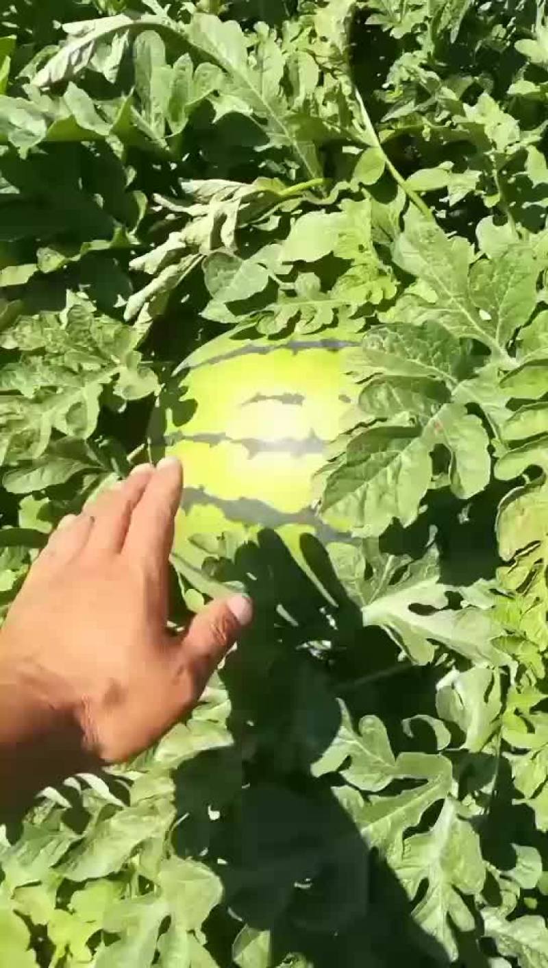 东北大地雷庆红999