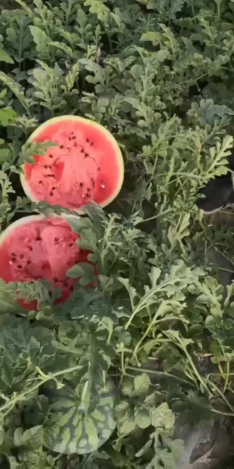 东北大地雷庆红999