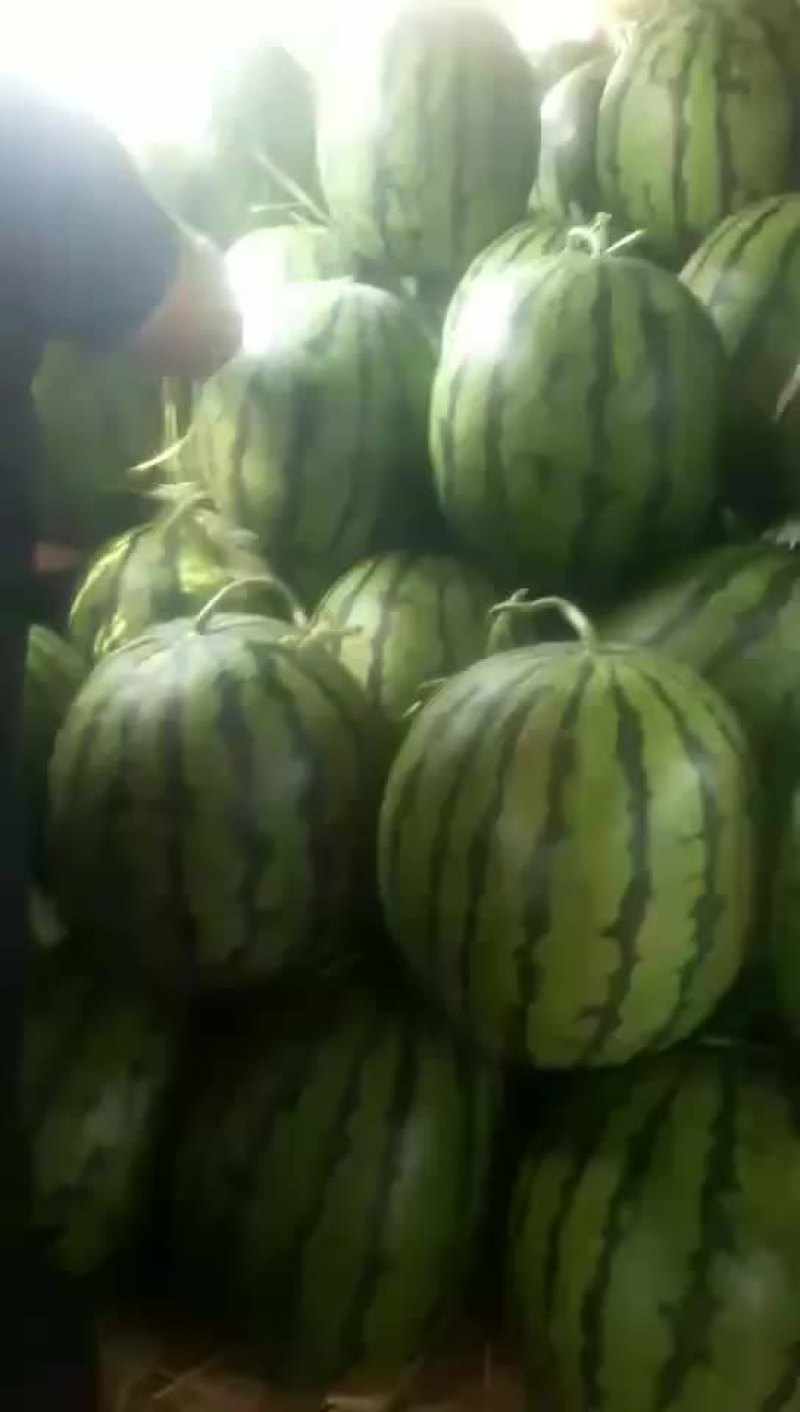 东北大地雷庆红999