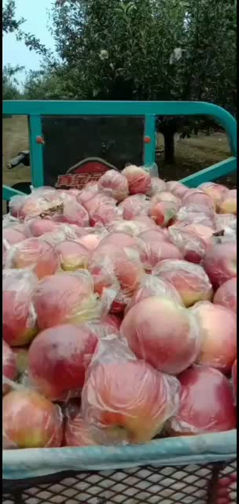 美国八号苹果口感脆甜