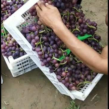 大量巨峰葡萄已经成熟