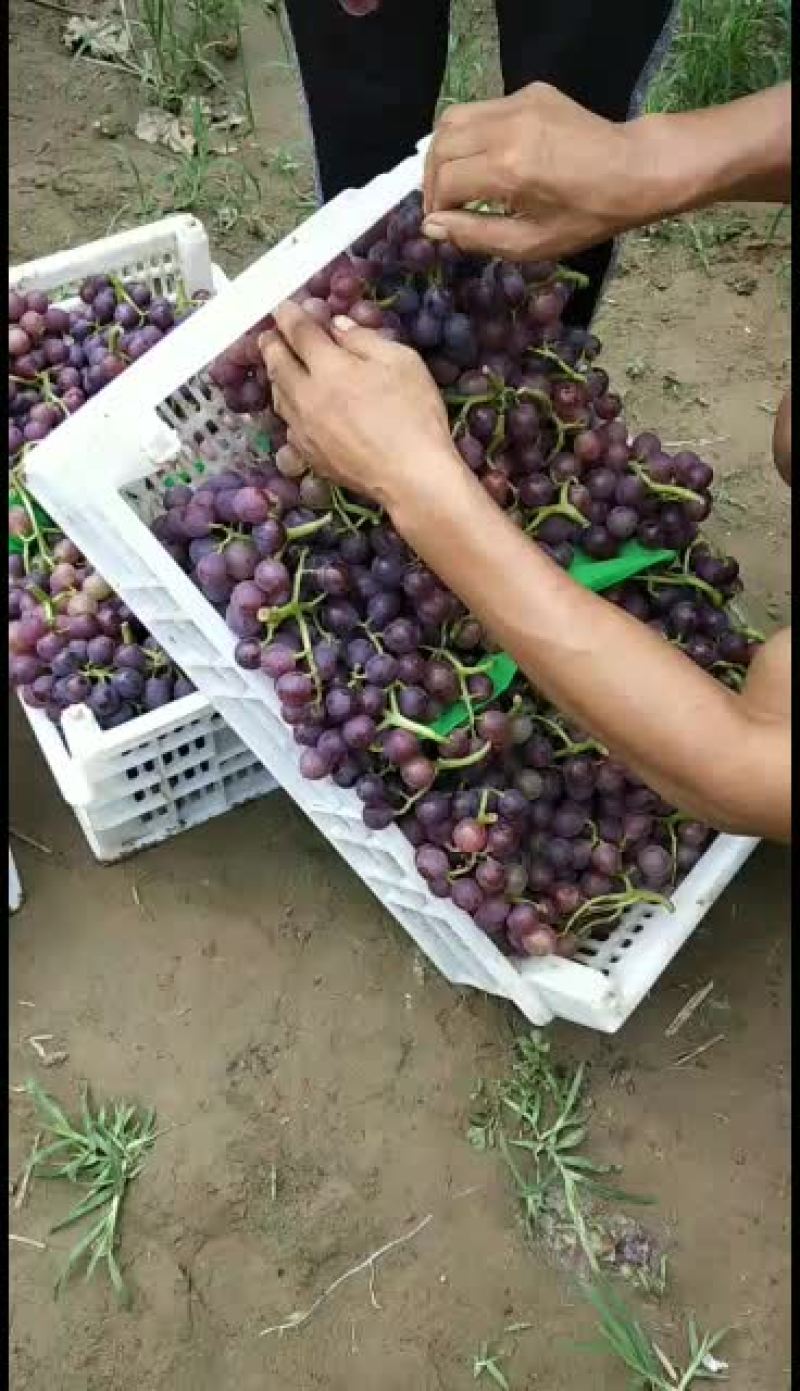 大量巨峰葡萄已经成熟