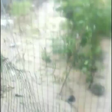 大鹅好鹅！！！！散养鸡鹅