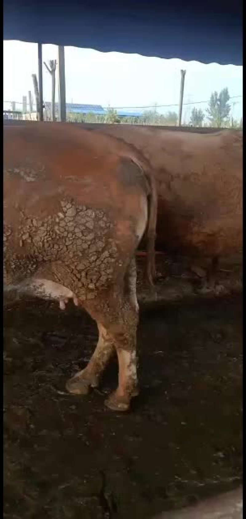 活牛，肉牛，育肥肉牛，价格优质，量大从优随行入市，看牛给