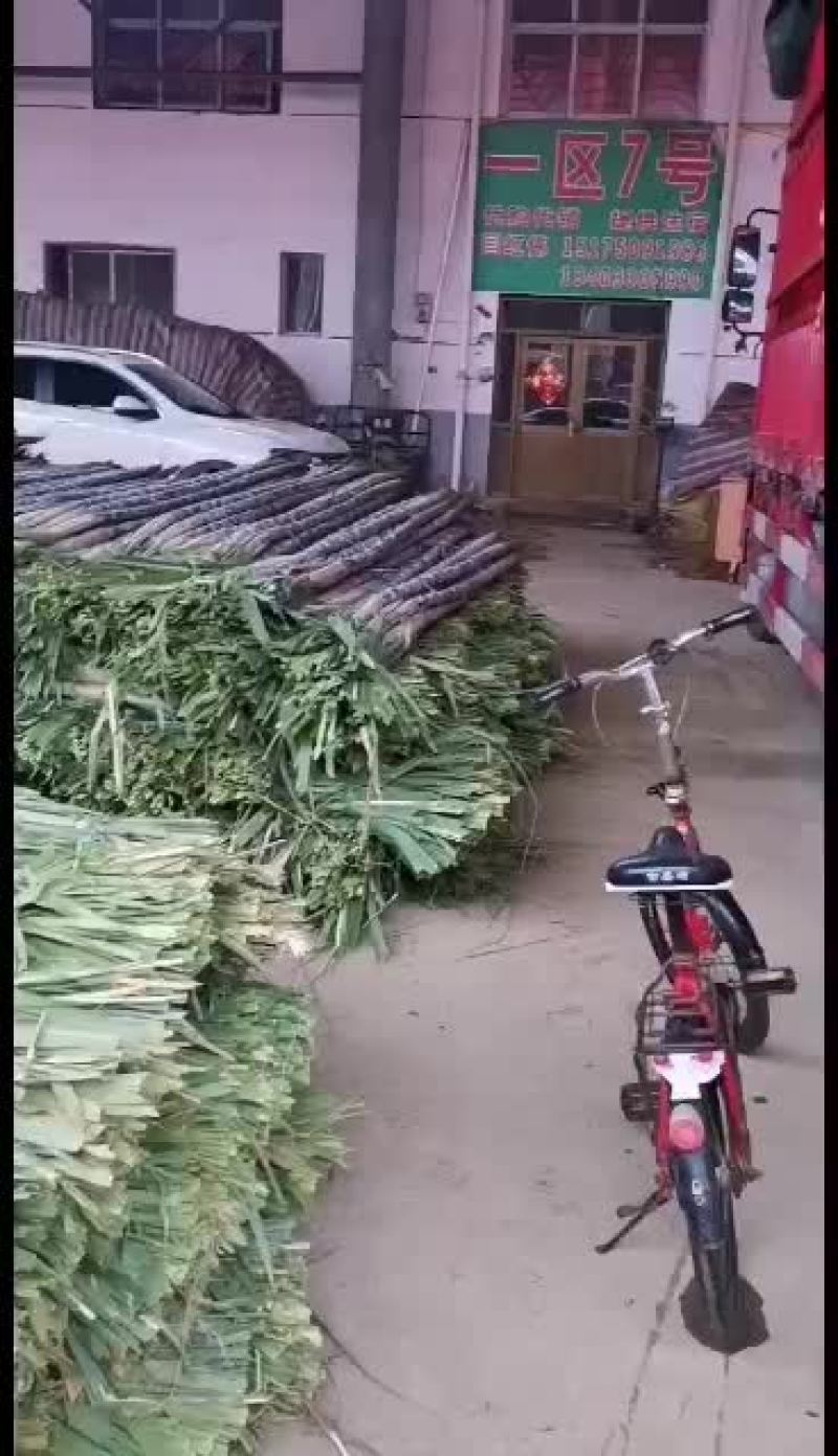 新鲜甘蔗到货条长质量相当不错
