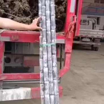 新鲜甘蔗到货条长质量相当不错