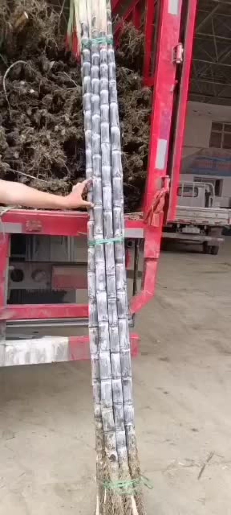 新鲜甘蔗到货条长质量相当不错