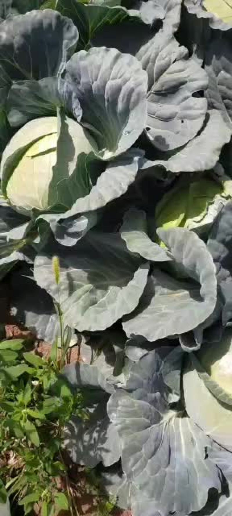 圆包菜，大量上市。。。。