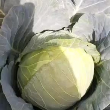 圆包菜，大量上市。。。。