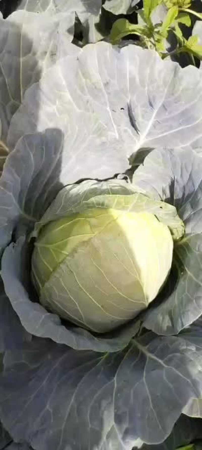 圆包菜，大量上市。。。。